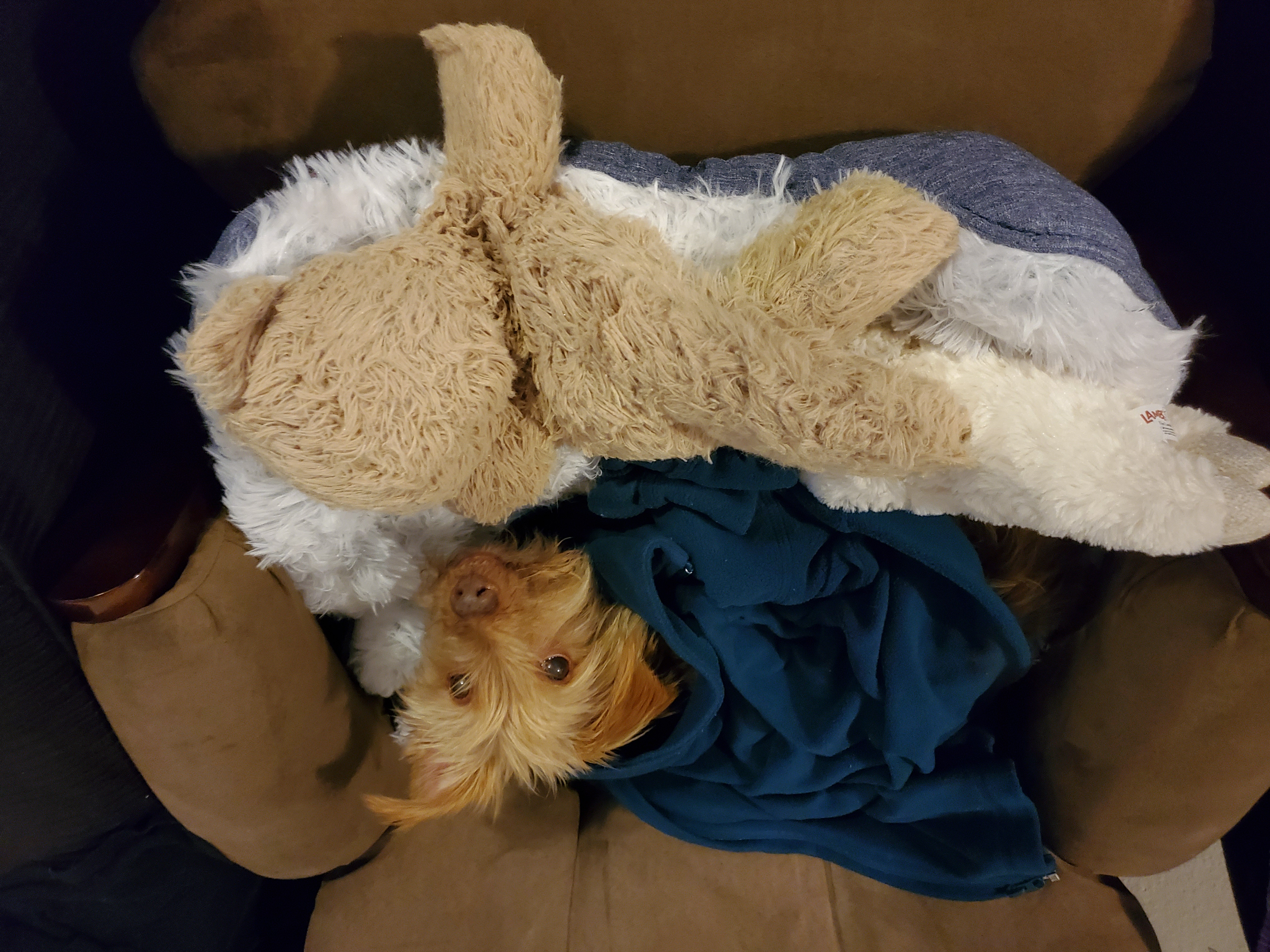 Ollie Ragmuffin & Peluche